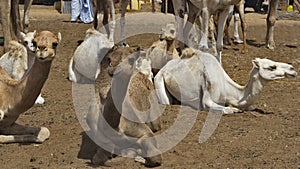 Camels for any choice