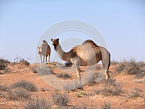 Camels in arabian desert