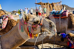 Camels in arabian desert not far from the Hurghada city, Egypt