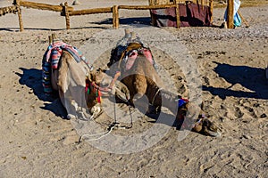 Camels in arabian desert not far from the Hurghada city, Egypt