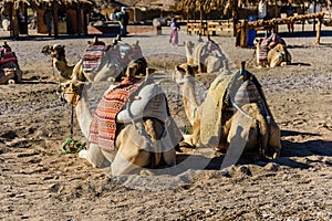 Camels in arabian desert not far from the Hurghada city, Egypt