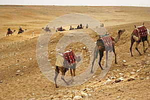 Camels as transport