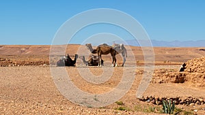 Camels in Atlas mountains, Morocco