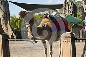 Camels at australia zoo