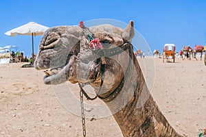 Camels Await Near Giza Pyramids