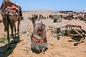 Camels Await Near Giza Pyramids