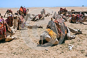 Camels Await Near Giza Pyramids