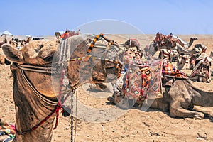 Camels Await Near Giza Pyramids