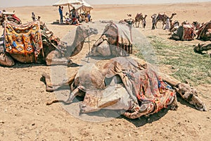 Camels Await Near Giza Pyramids