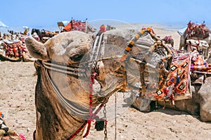 Camels Await Near Giza Pyramids