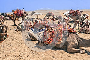 Camels Await Near Giza Pyramids