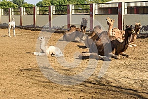 Camels with Baby Camels in National Research Centre on Camel. Bikaner. India