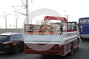 Camels on the back of truck on the highway of saudi arabia