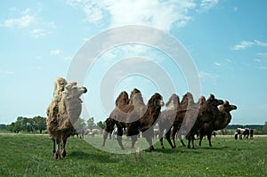 Camels Bactrianus