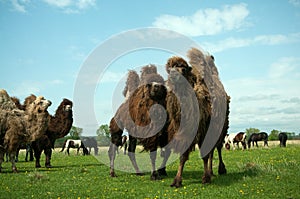 Camels Bactrianus