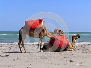Camels on the beach