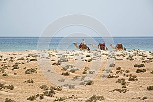 Camels on the beach