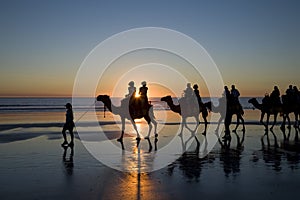 Camellos sobre el Playa, occidental 