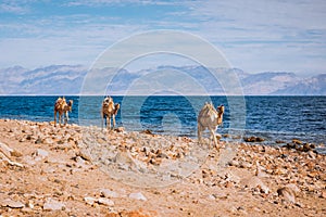 Camels on beach coast Sinai, Egypt, Africa