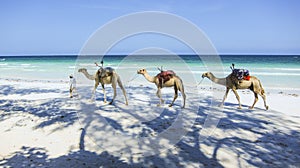 Camels at the beach in Kenia