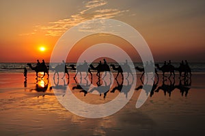 Camels on the beach by sunset Broome Australia