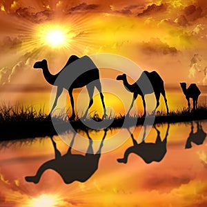 Camels on a beautiful sunset background