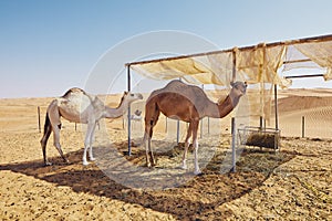 Camels in bedouin camp