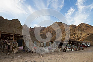 Camels, Blue Hole, Dahab