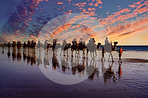 Camels on Broome Beach