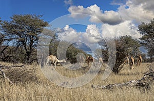 camels in the bush photo