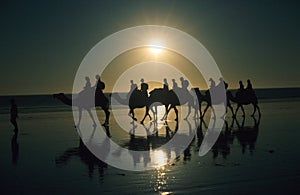 Camels on Cable Beach
