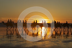 Camels on Cable Beach, Broome