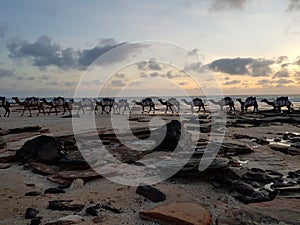 Camels Cable Beach Broome Western Australia at sunset