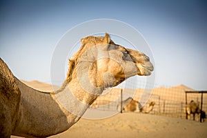 Camels in the camel farm in the desert.
