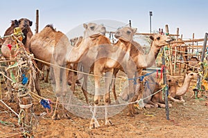 Camels at the Camel Market in Al Ain photo