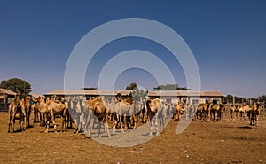 Camels in the camel market in Hargeisa, Somalia