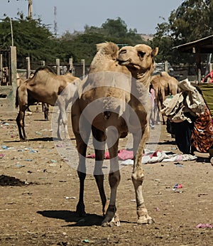 Camels in the camel market in Hargeisa, Somalia