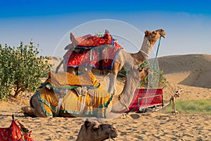 Camels for camel ride at Thar desert, Rajasthan, India