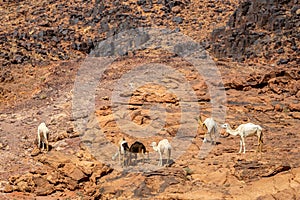 The Camels Camelus dromedarius in the Wadi Rum desert. Jordan