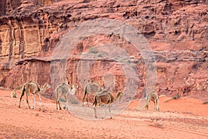 The Camels Camelus dromedarius in the Wadi Rum desert. Jordan