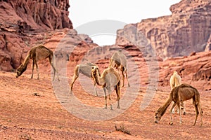 The Camels Camelus dromedarius in the Wadi Rum desert. Jordan