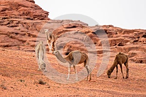 The Camels Camelus dromedarius in the Wadi Rum desert. Jordan