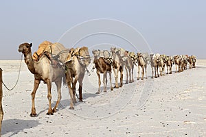 Camels caravan carrying salt in Africa`s Danakil Desert, Ethiopia