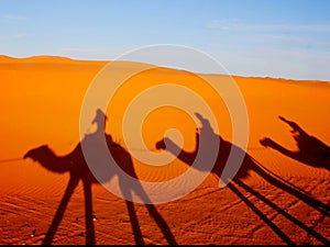 Camels caravan in moroccon desert photo