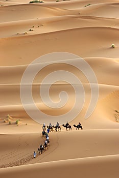 Camels caravan heading across the sahara