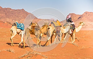 Camels caravan in majestic Wadi Rum, aka Valley of the Moon