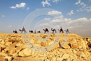 Camels caravan in the Negev desert, En Avdat National Park