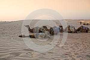 Camels caravan in the Sahara desert.