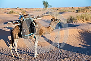 Camels carrying a bedouin tent in the desert