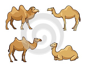 Camels in cartoon style - vector illustration